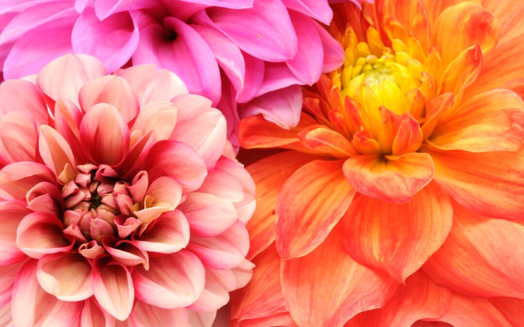 Donate Dahlias For Mom