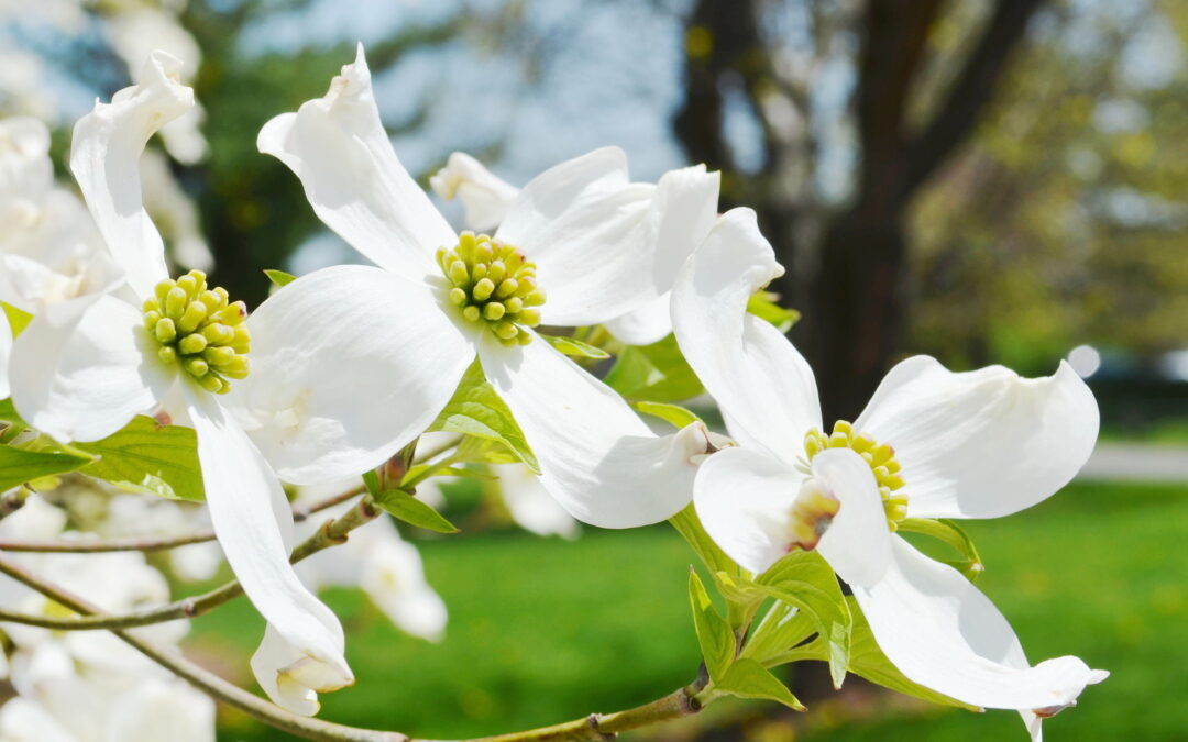 What’s In Bloom Spring Edition